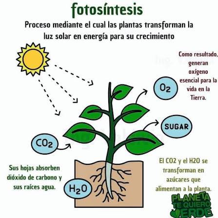 Fotosintesis